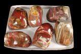 Lot: Lbs Polished Petrified Wood Sculptures - Pieces #92418-1